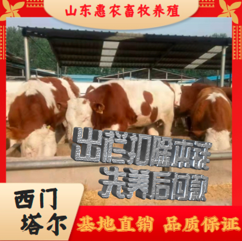 西门塔尔牛包回收包技术优良品种免费运输送杂草机