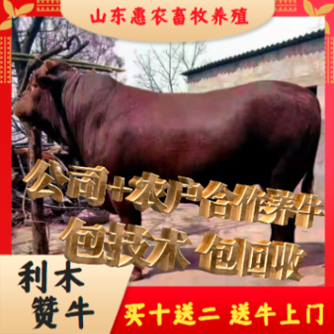 利木赞牛买10头送1头包成活包技术全国免费人运输