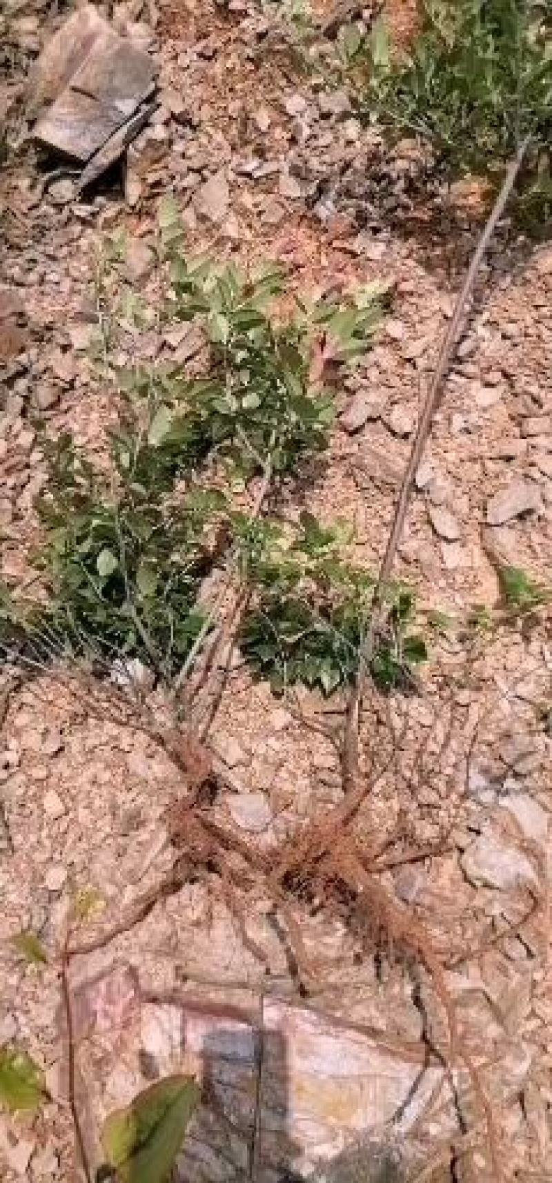 乌米饭树苗(南烛苗）
