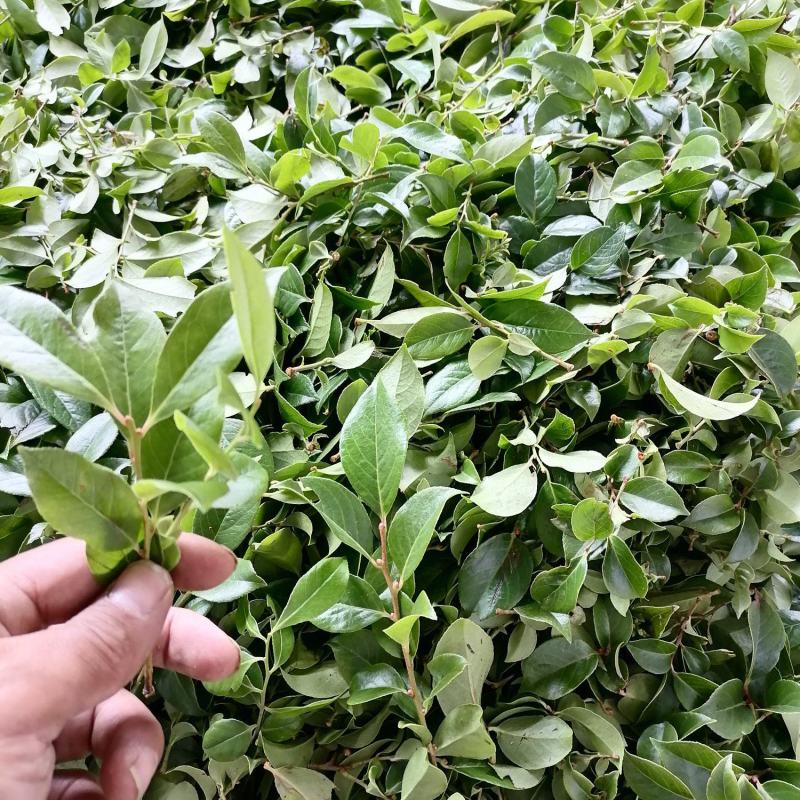 乌米饭树苗(南烛苗）