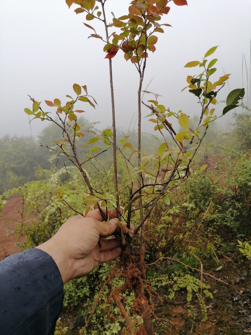乌米饭树苗(南烛苗）