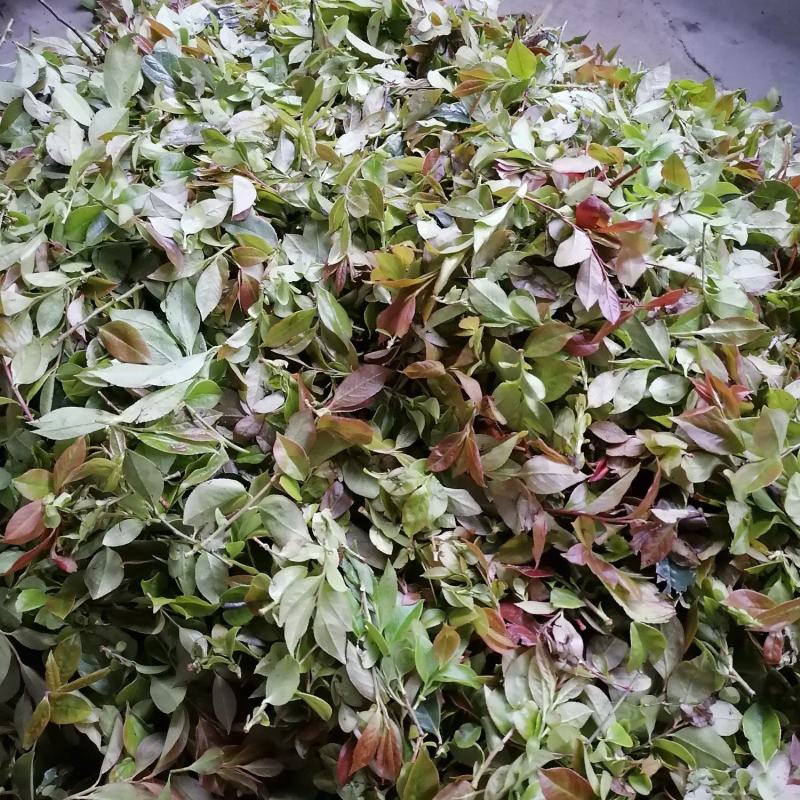 乌米饭树苗(南烛苗）