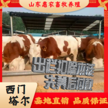 山东优质育肥牛保3个月成活包回收包技术全国免费运输