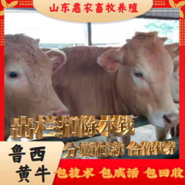 山东育肥牛包成活技术免费运输到家买10头送2头