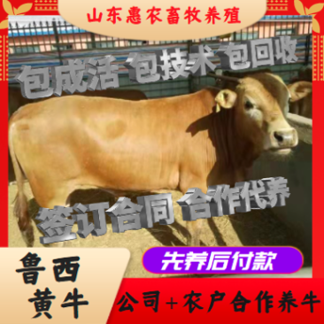 山东鲁西黄牛买10头送2头免费运输到家包回收包技术