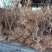 映山红（杜鹃）带花苞各种规格，下单24小时内发货。