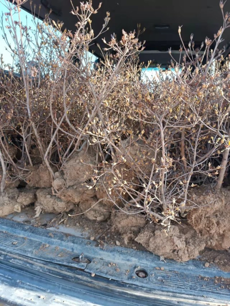 映山红（杜鹃）带花苞各种规格，下单24小时内发货。