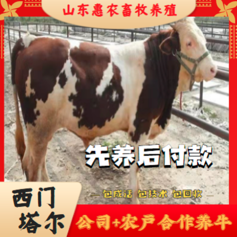 西门塔尔母牛免费提供养殖技术基地直发一胎3-4只