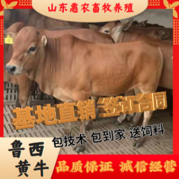 山东鲁西黄牛基地直发全国免费运输包成活免费技术指导