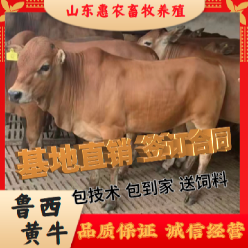 山东鲁西黄牛基地直发全国免费运输包成活免费技术指导