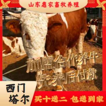 山东优质西门塔尔牛犊10元一斤，欢迎选购