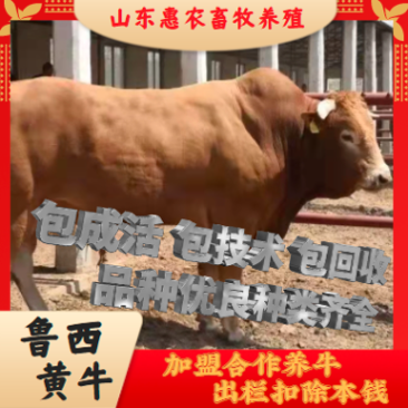 山东育肥牛全国免费运输养殖基地直发买10头送2头