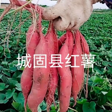 汉中红薯板栗薯】产地值供全国发货口感甘面甜视频看货（现货