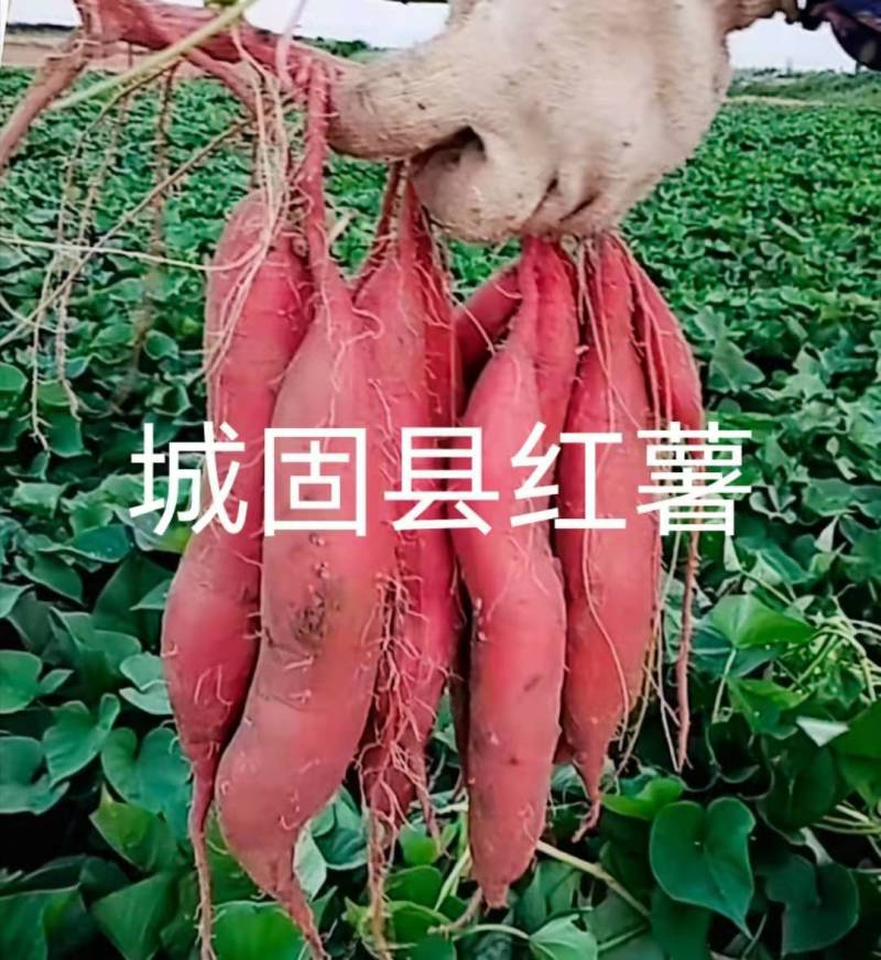汉中红薯板栗薯】产地值供全国发货口感甘面甜视频看货（现货