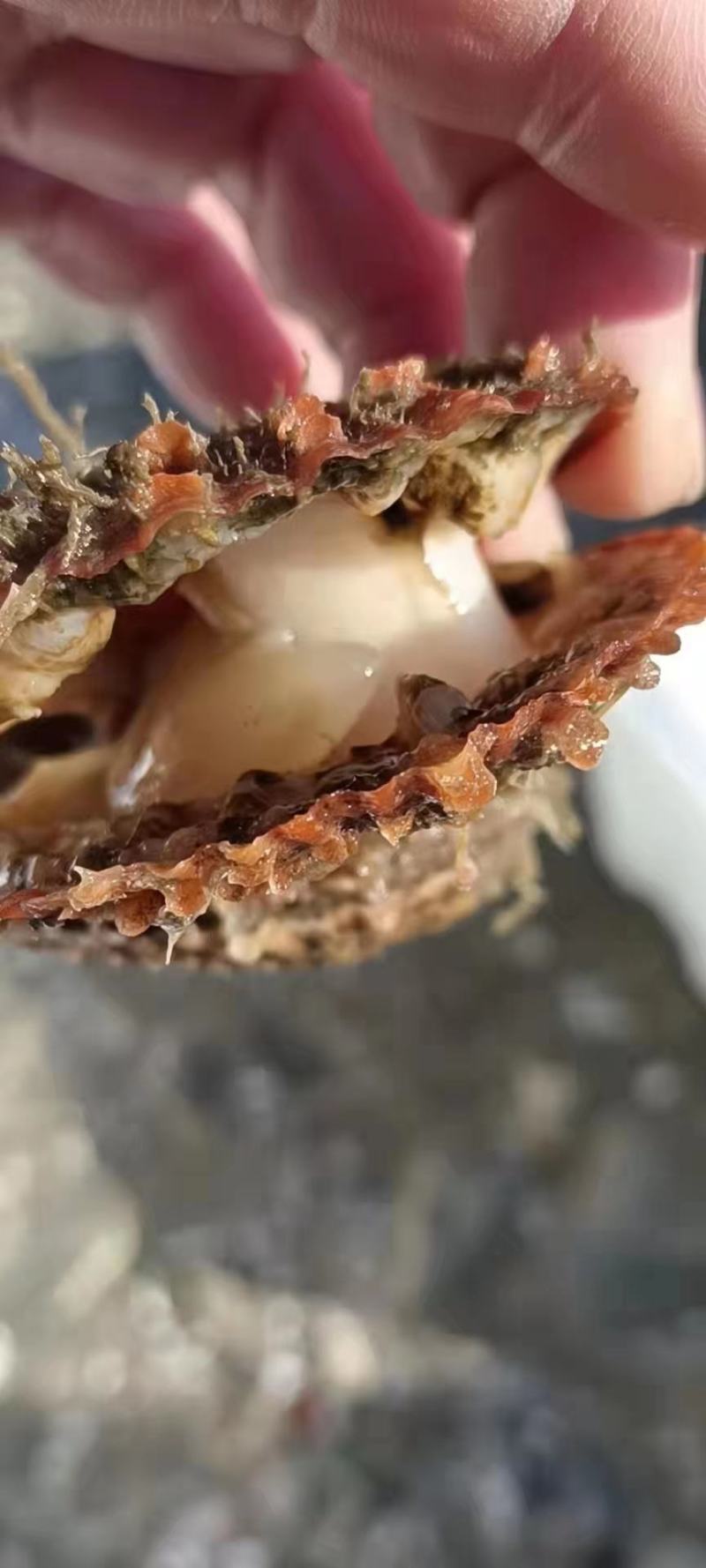 直孔贝红扇贝小扇贝黄金贝批发支持线上交易