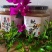 福建漳州农家蜂蜜水果之乡枇杷蜜百花蜜土蜂蜜