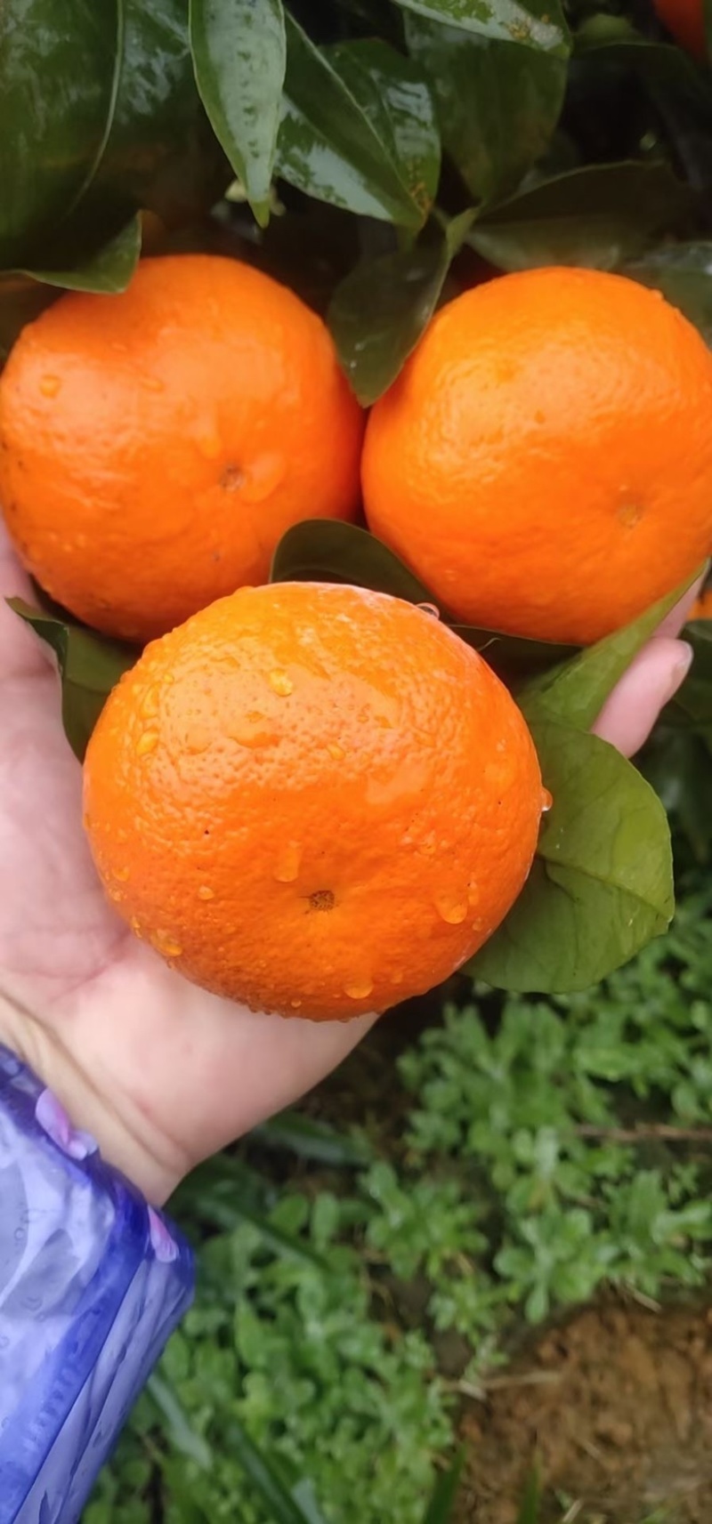 沃柑
