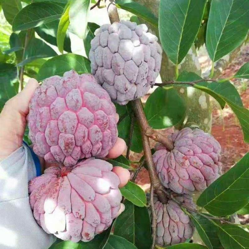释迦果树苗香蜜红皮释迦苗耐寒适应地区广四季当年结果