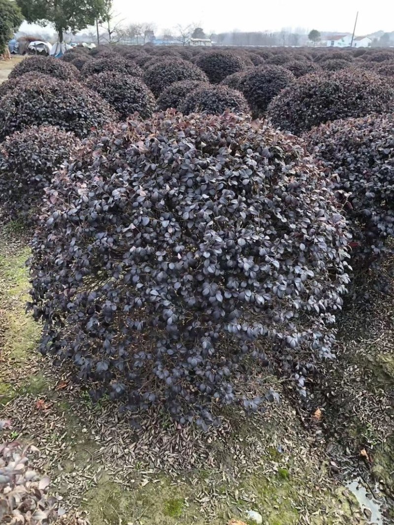 沭阳精品红花继木球