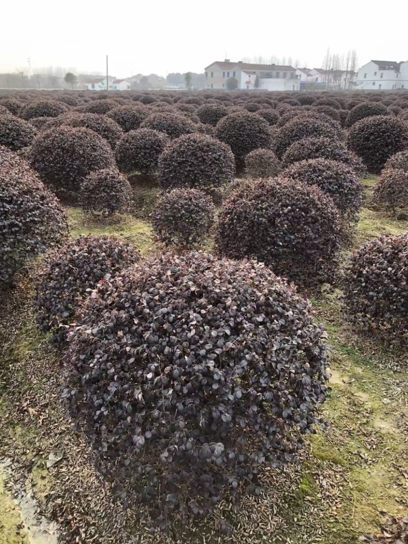 沭阳精品红花继木球