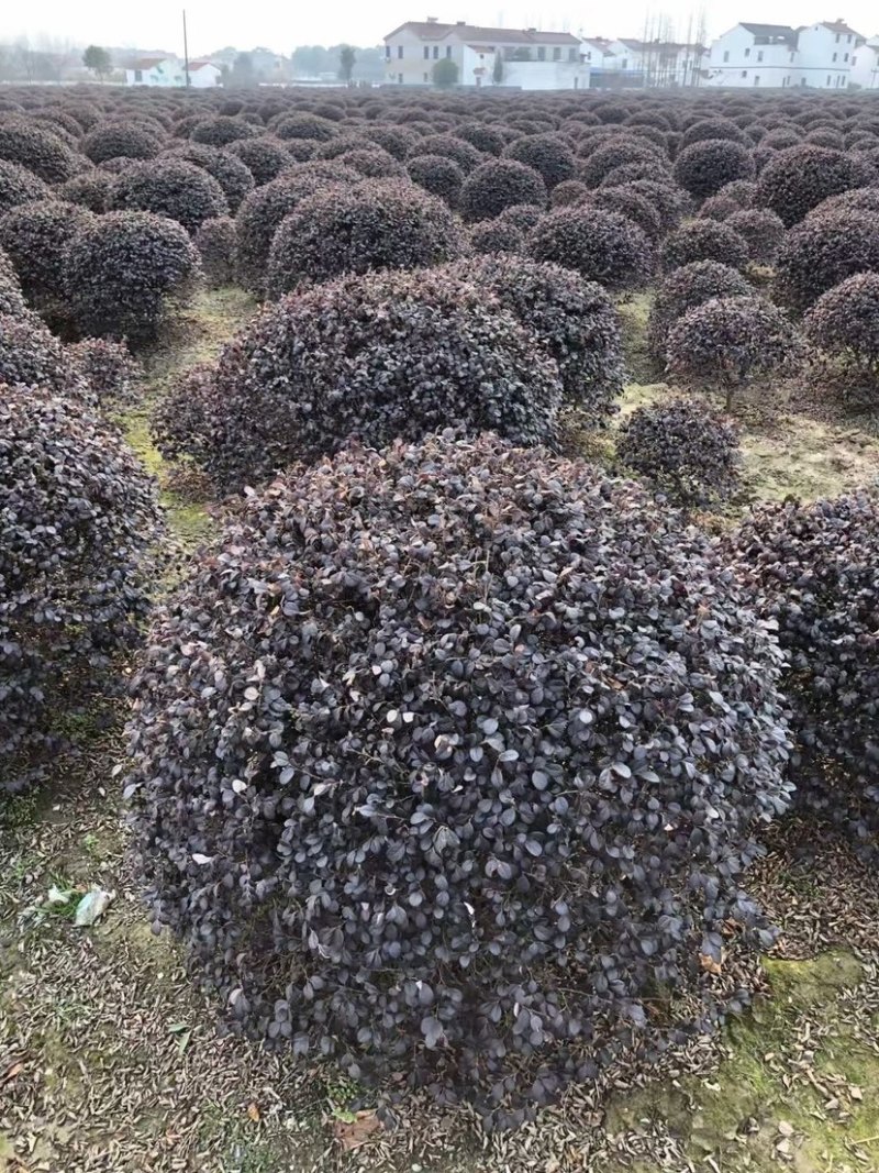 沭阳精品红花继木球