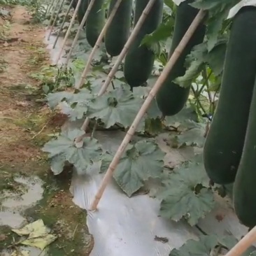 海南昌江黑冬瓜，即将上市了，老板采购的联系！