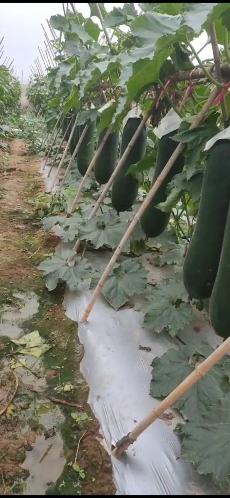 海南昌江黑冬瓜，即将上市了，老板采购的联系！