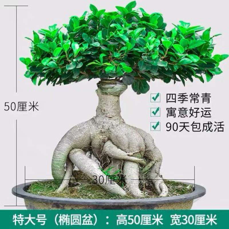 人参榕盆景四季常青耐寒耐高温