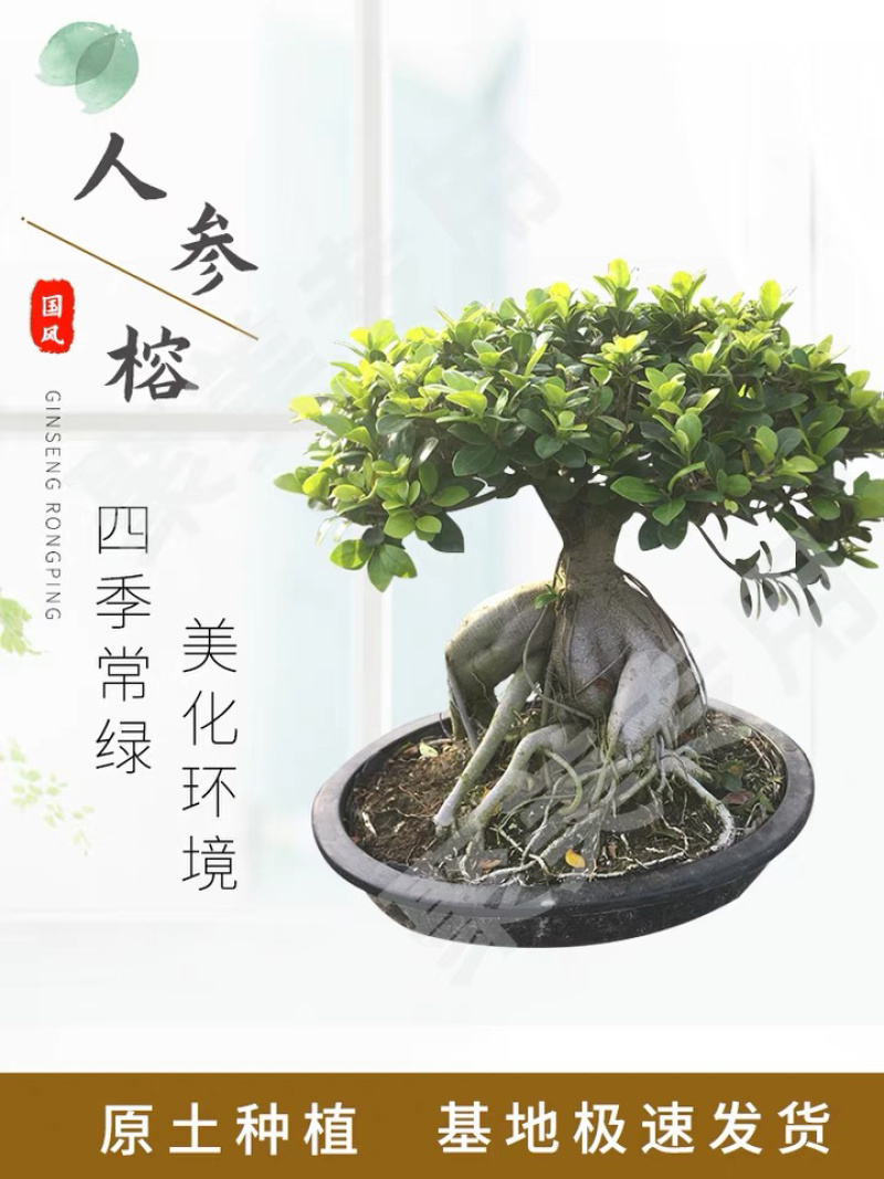 人参榕盆景四季常青耐寒耐高温