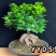 人参榕盆景四季常青耐寒耐高温