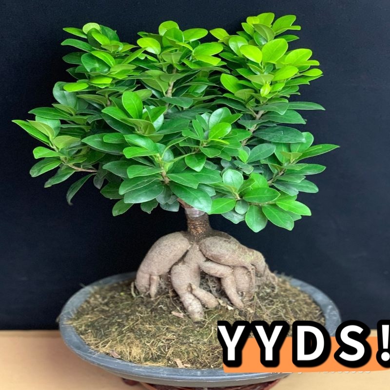 人参榕盆景四季常青耐寒耐高温