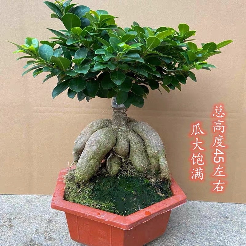 人参榕盆景四季常青耐寒耐高温