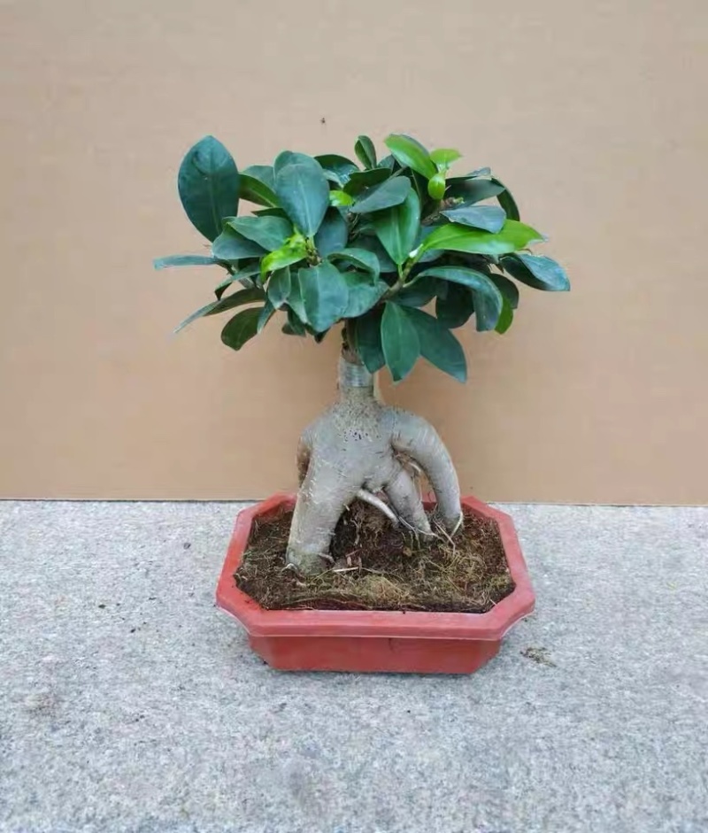 人参榕盆景四季常青耐寒耐高温