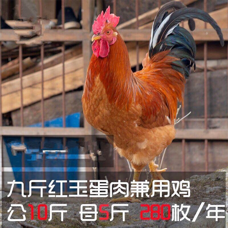 红玉九斤红种蛋受精种蛋九斤黄肉蛋型鸡种蛋