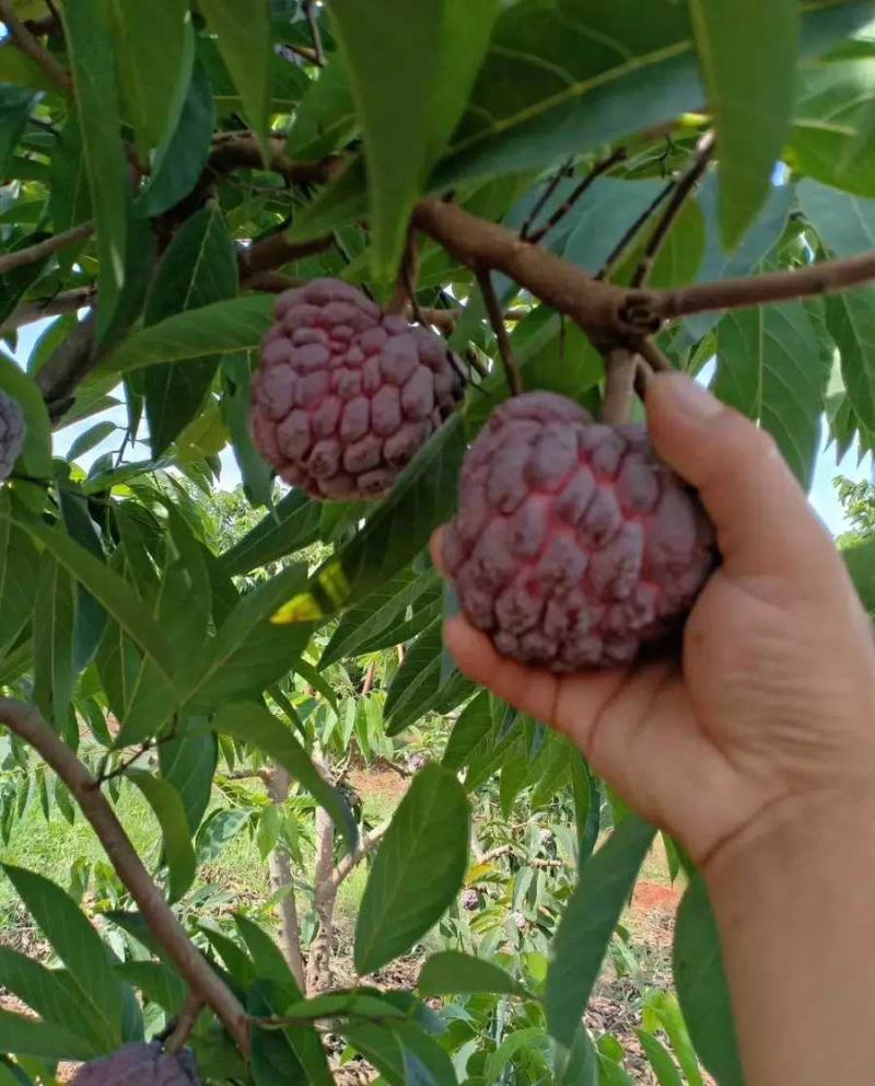 释迦果树苗香蜜红皮释迦苗耐寒适应地区广四季当年结果