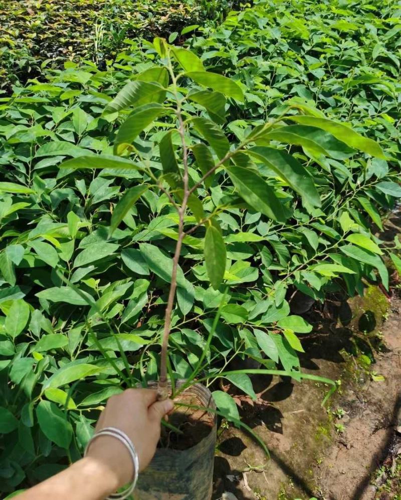 释迦果树苗香蜜红皮释迦苗耐寒适应地区广四季当年结果