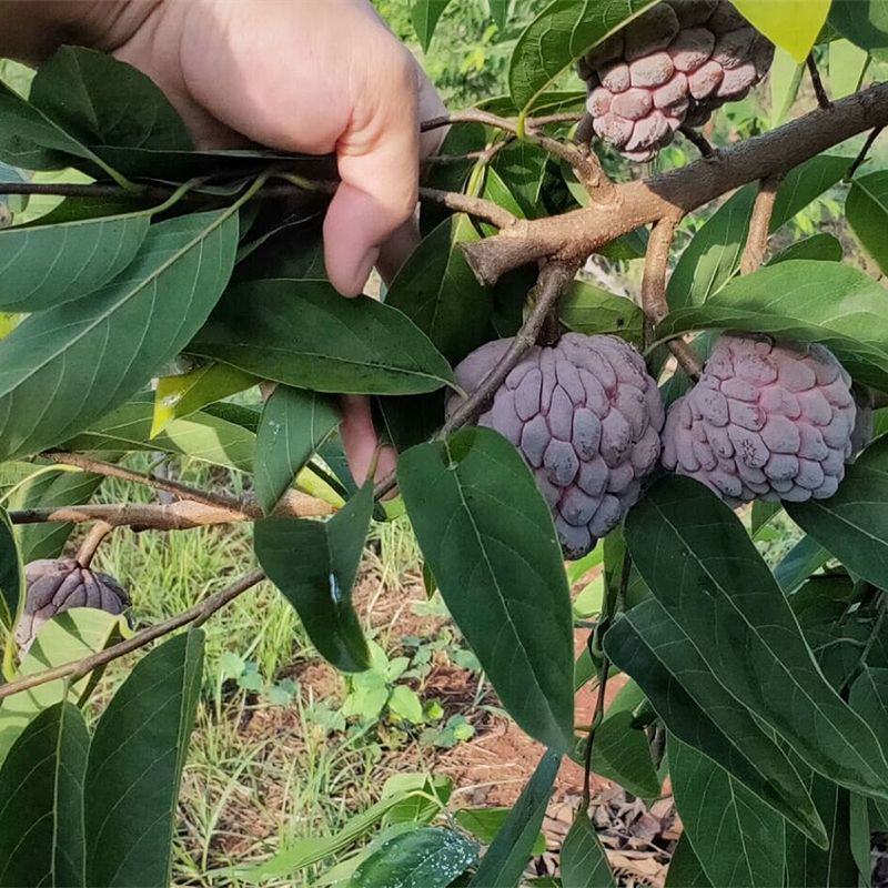 释迦果树苗香蜜红皮释迦苗耐寒适应地区广四季当年结果