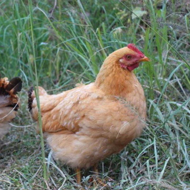 现捡现发三黄鸡受精种蛋土鸡种蛋可孵化小鸡的鸡蛋