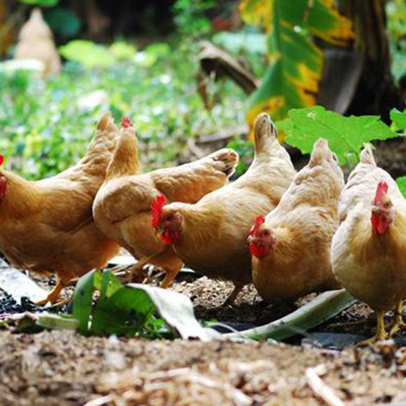 现捡现发三黄鸡受精种蛋土鸡种蛋可孵化小鸡的鸡蛋