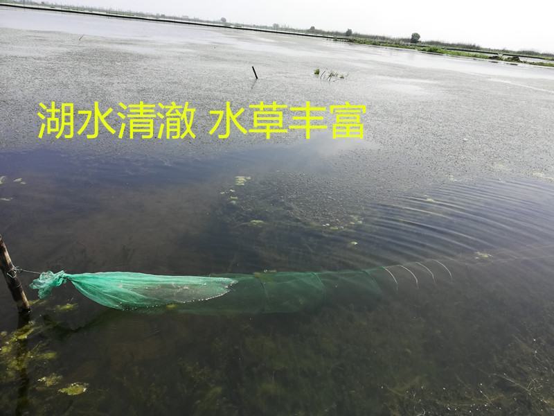 洪湖清水小龙虾大量上市全国包邮物流次日达30斤起