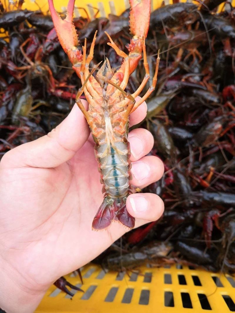 洪湖清水小龙虾大量上市全国包邮物流次日达30斤起