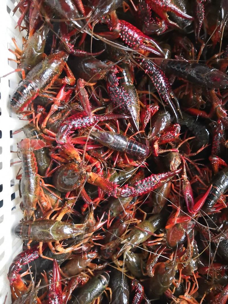 洪湖清水小龙虾大量上市全国包邮物流次日达30斤起