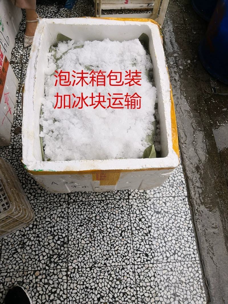 洪湖清水小龙虾大量上市全国包邮物流次日达30斤起