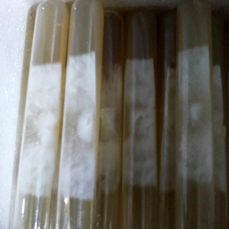 长年供榆黄蘑（鸡油菌）一、二、三级菌种