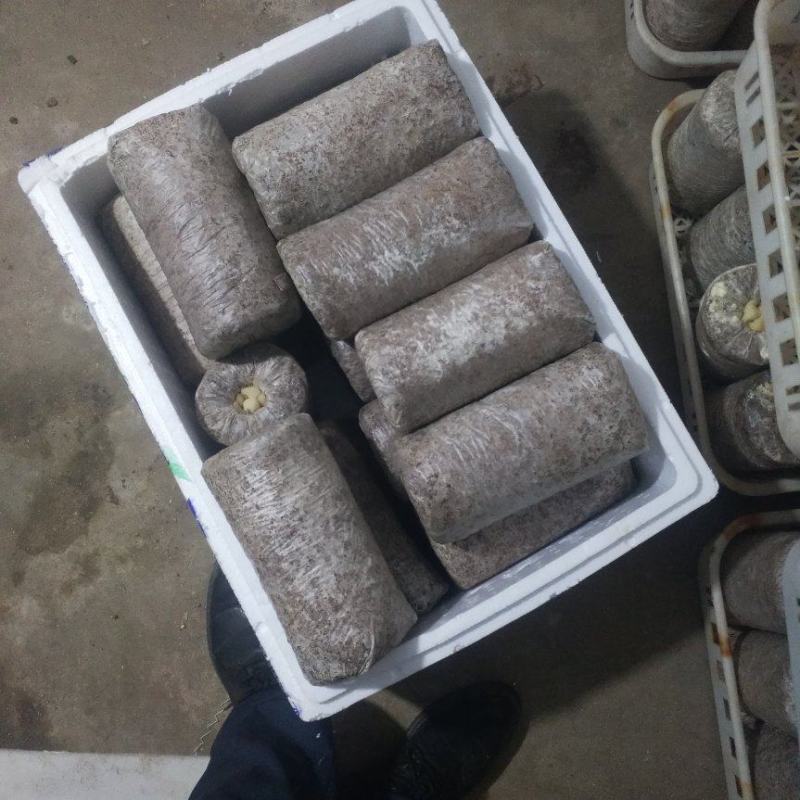 长年供榆黄蘑（鸡油菌）一、二、三级菌种