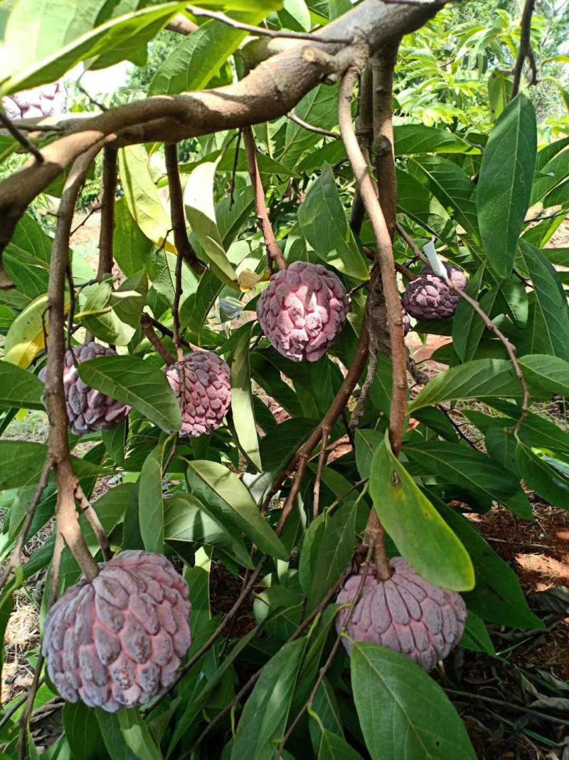 释迦果树苗香蜜红皮释迦苗耐寒适应地区广四季当年结果