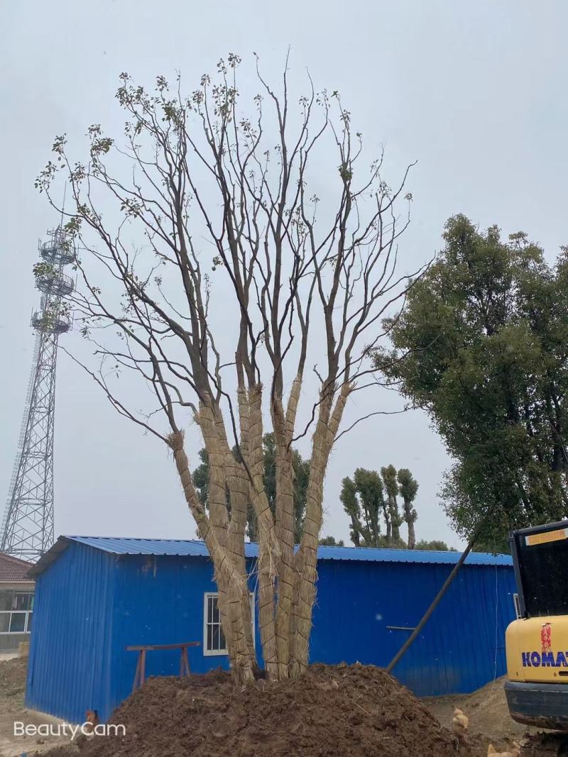 江苏句容精品丛生多杆拼栽香樟（小苗）基地低价供应