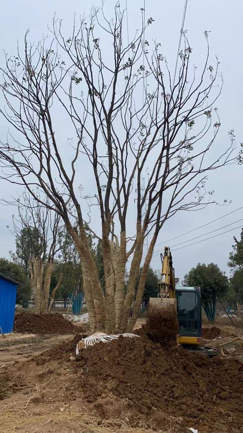 江苏句容精品丛生多杆拼栽香樟（小苗）基地低价供应