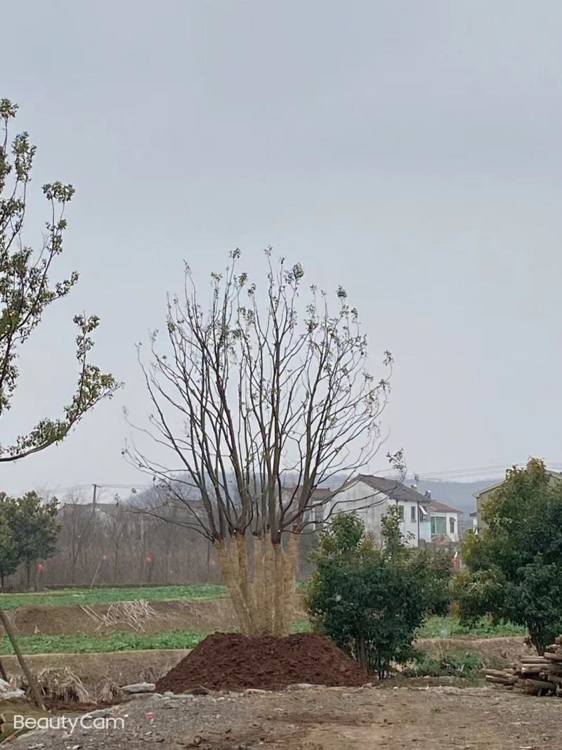 江苏句容精品丛生多杆拼栽香樟（小苗）基地低价供应