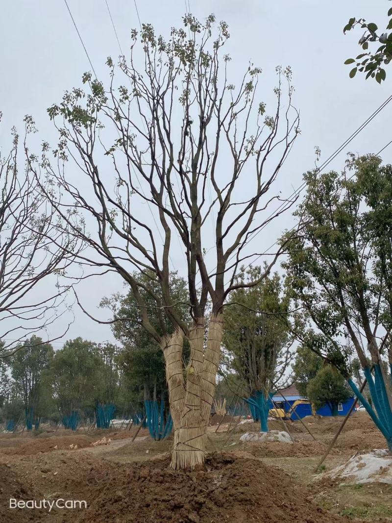 江苏句容精品丛生多杆拼栽香樟（小苗）基地低价供应